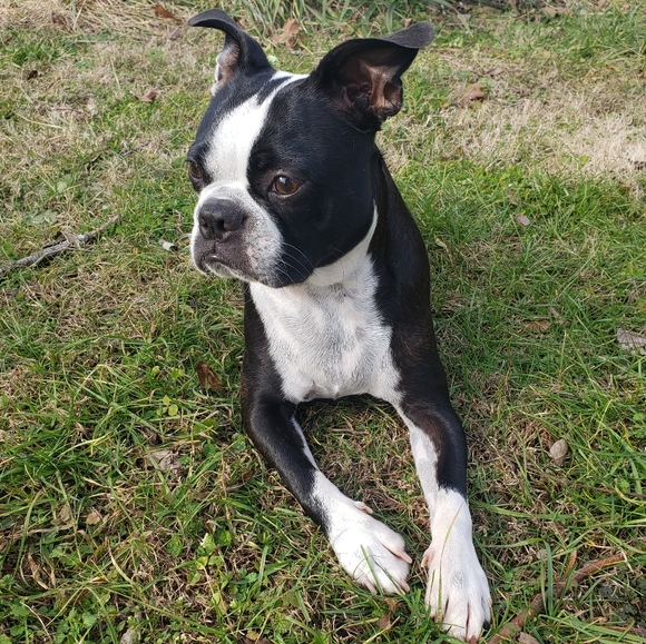 Meet your Posher, Lisa and Buddy - Picture 10 of 13